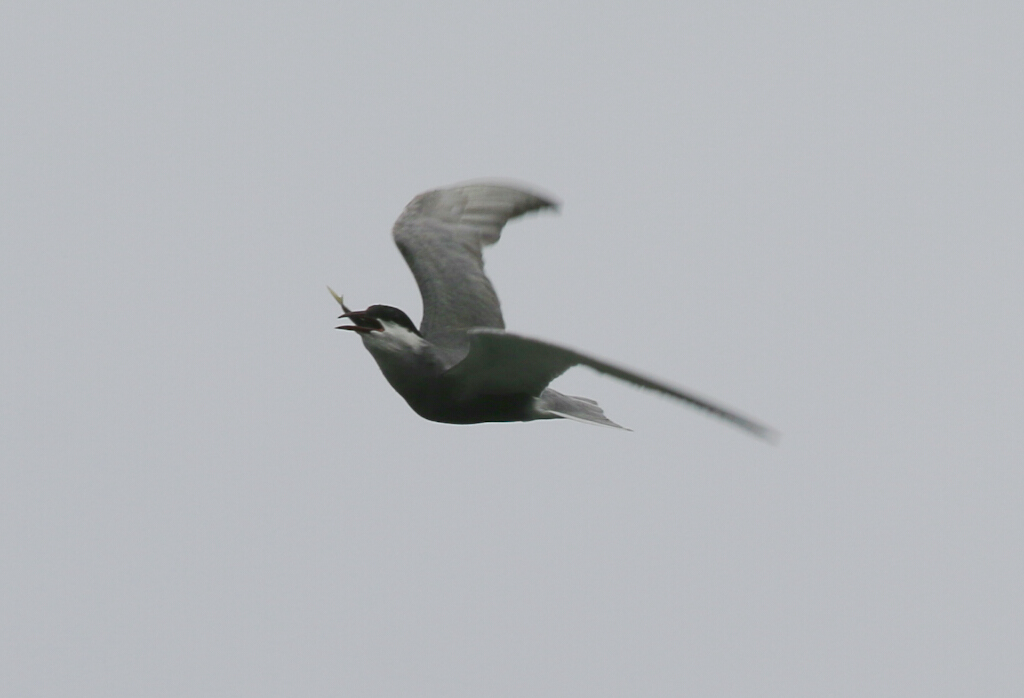 Whiskered Tern