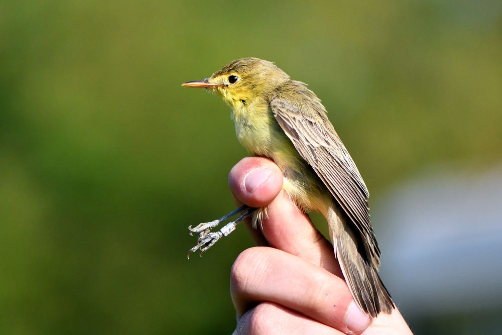 Icterine Warbler