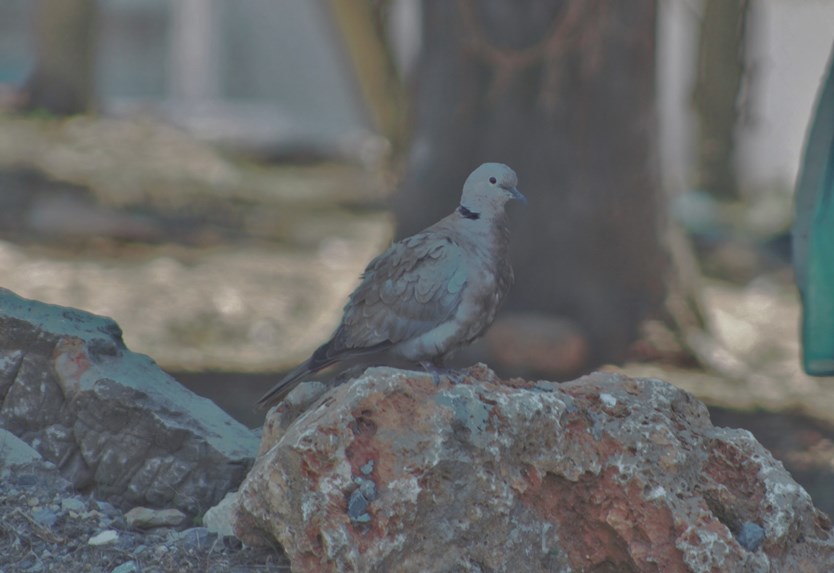 Eurasian Collared Dove