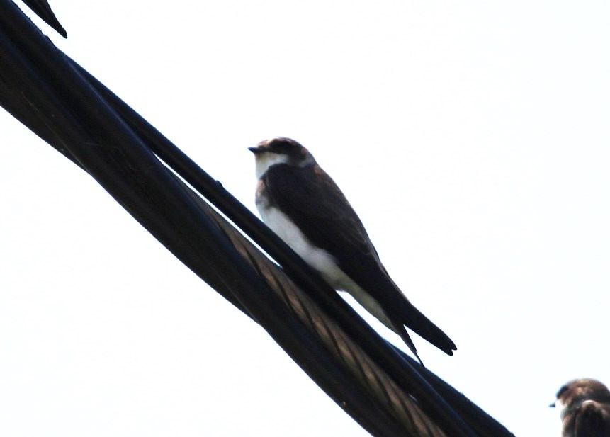 Sand Martin