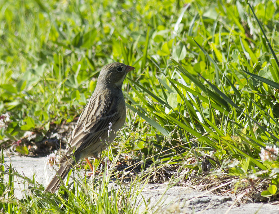Ortolan Bunting