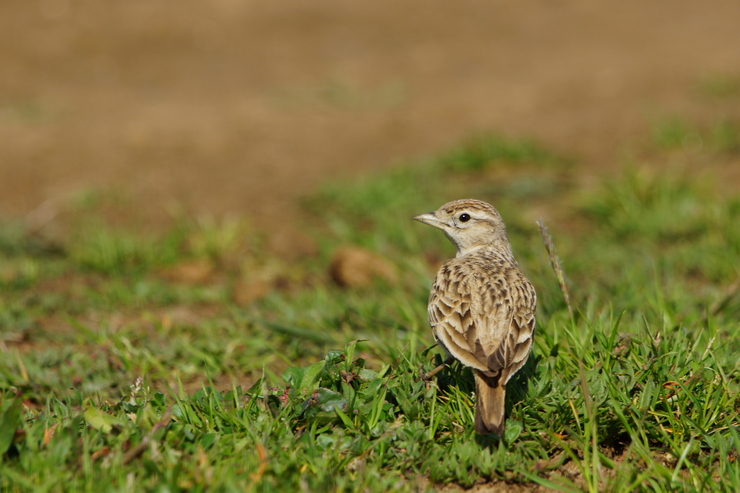 Greater Short-toed Lark
