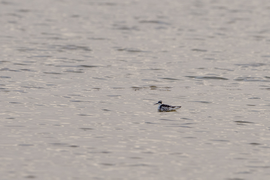 Red-necked Phalarope