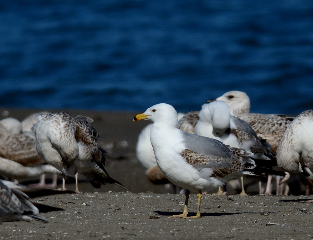 Armenian Gull