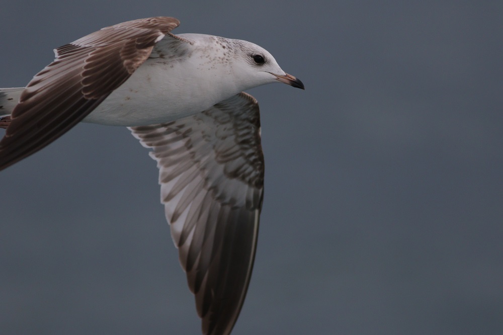 Mew Gull