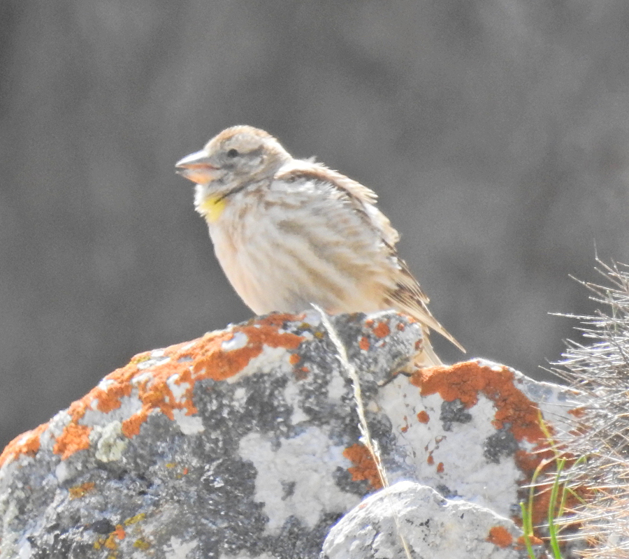 Rock Sparrow