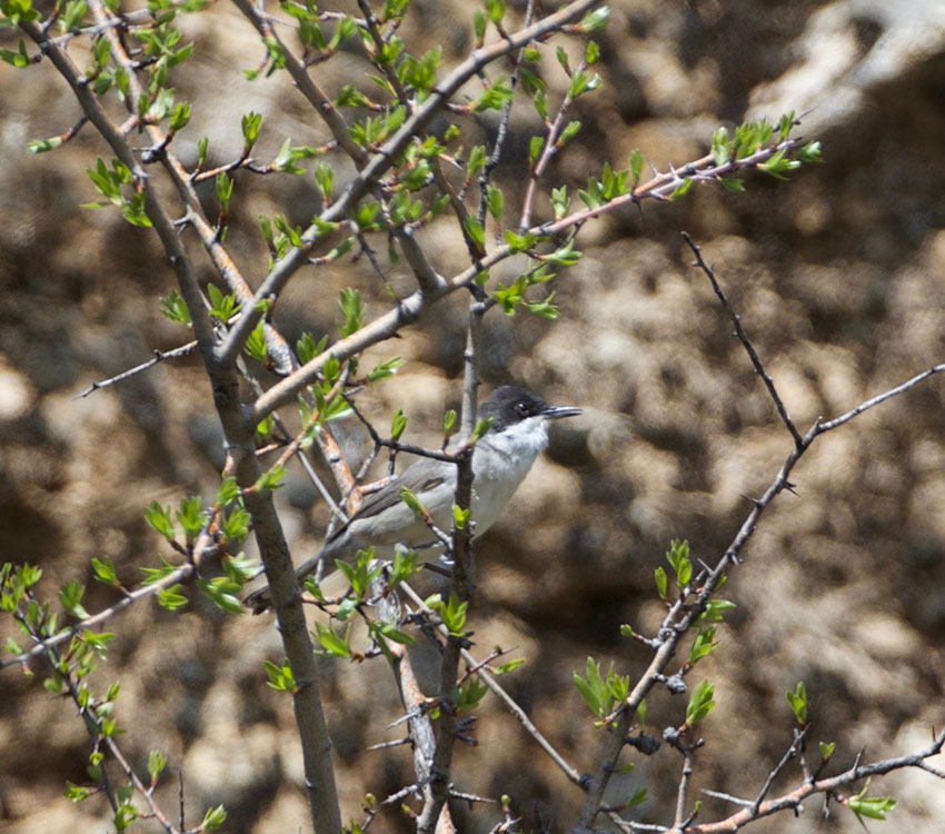 Eastern Orphean Warbler