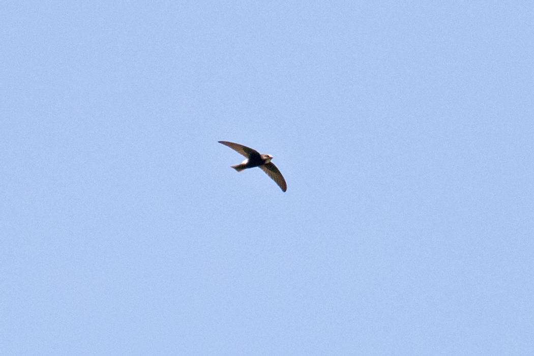 Little Swift