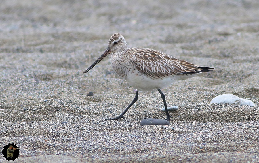 Bar-tailed Godwit