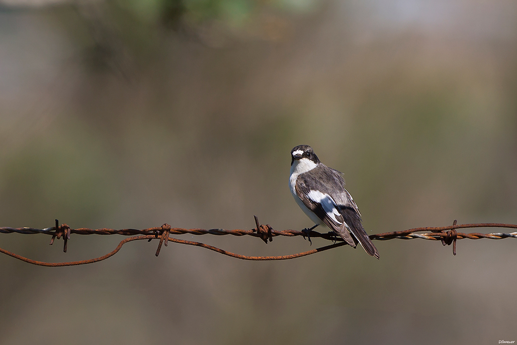 European Pied Flycatcher