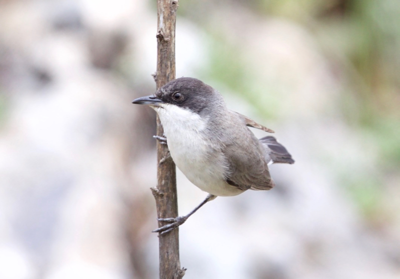 Eastern Orphean Warbler