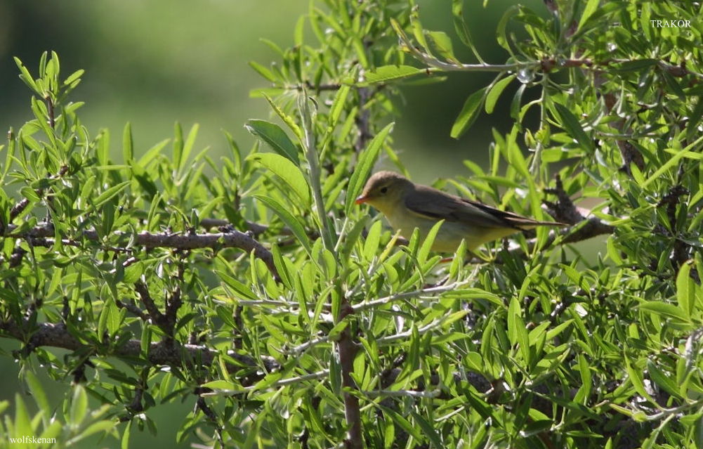 Icterine Warbler