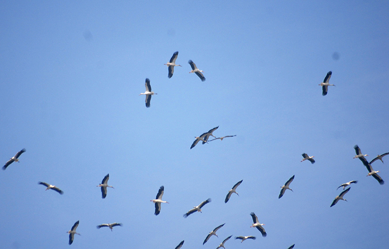 White Stork