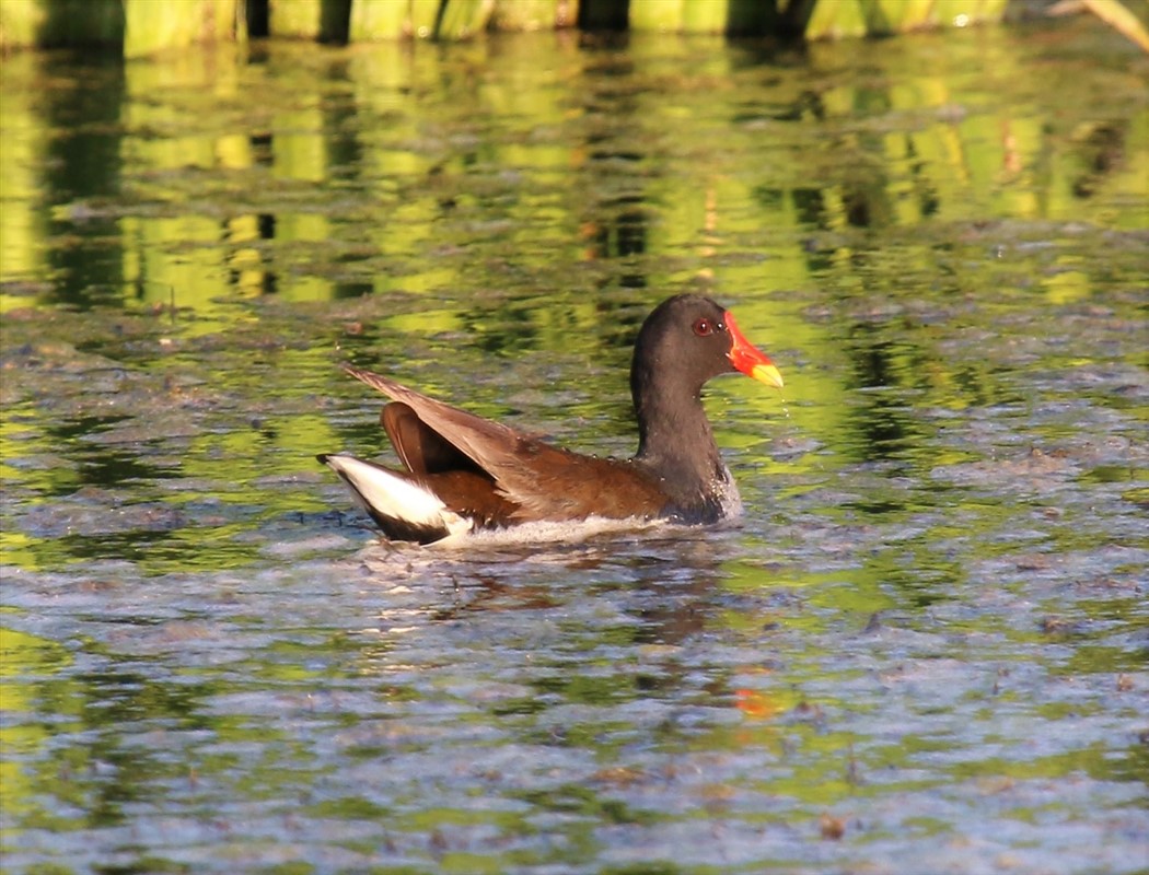 Common Moorhen