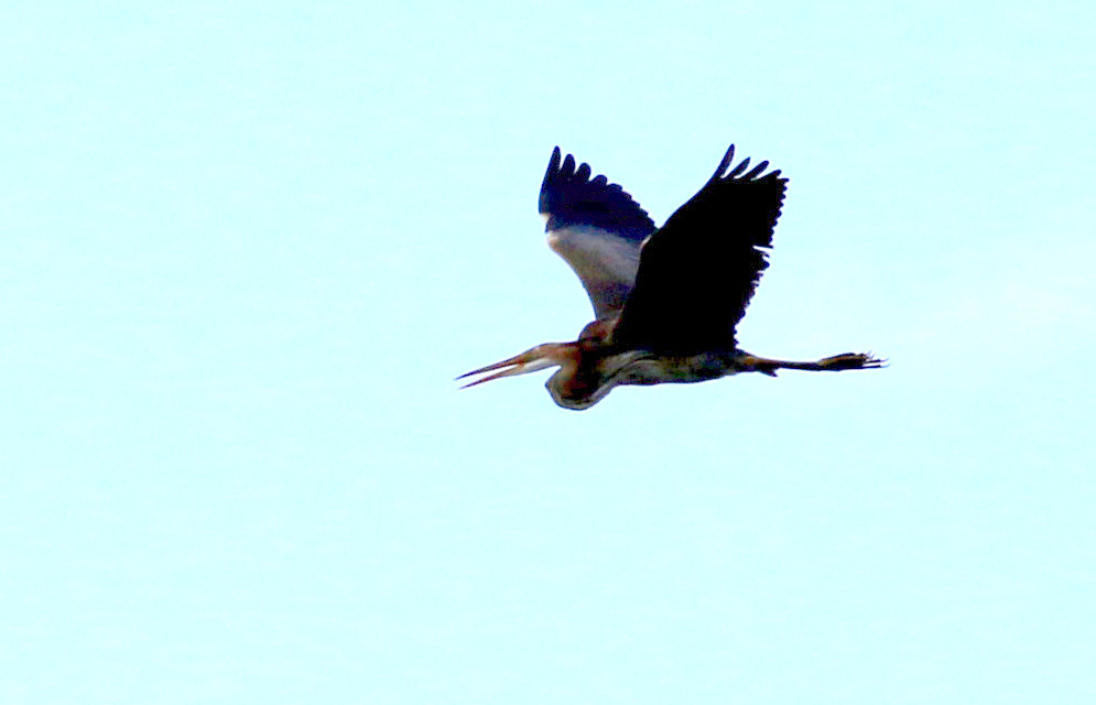 Purple Heron