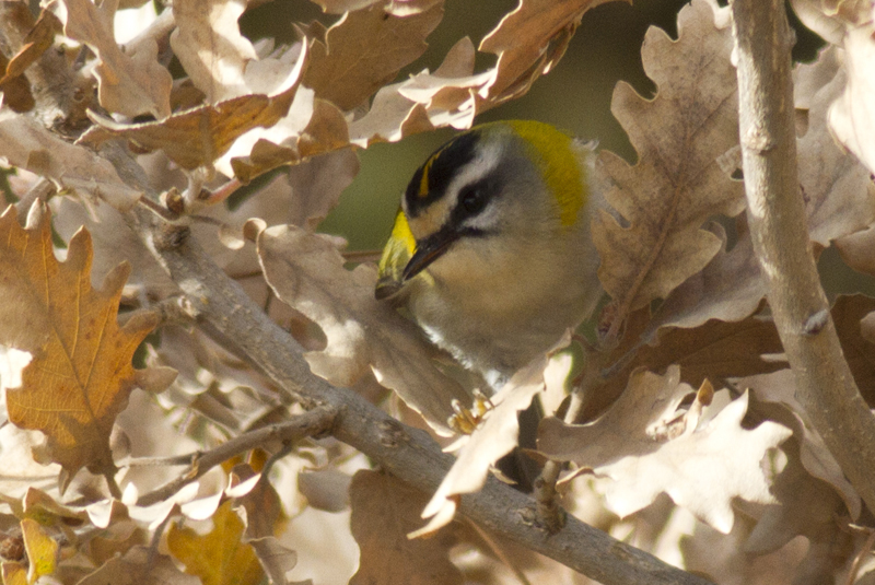 Common Firecrest