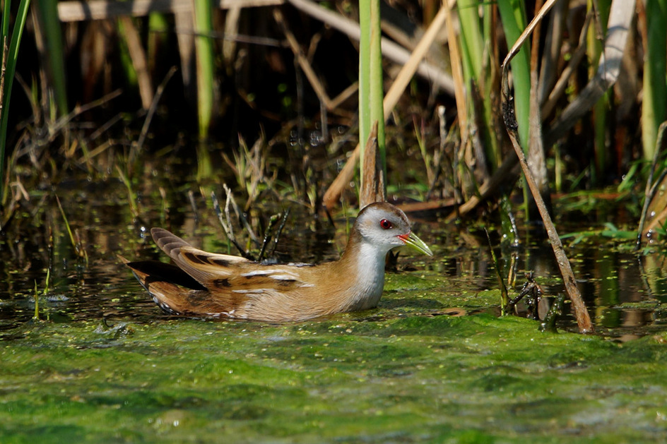 Little Crake
