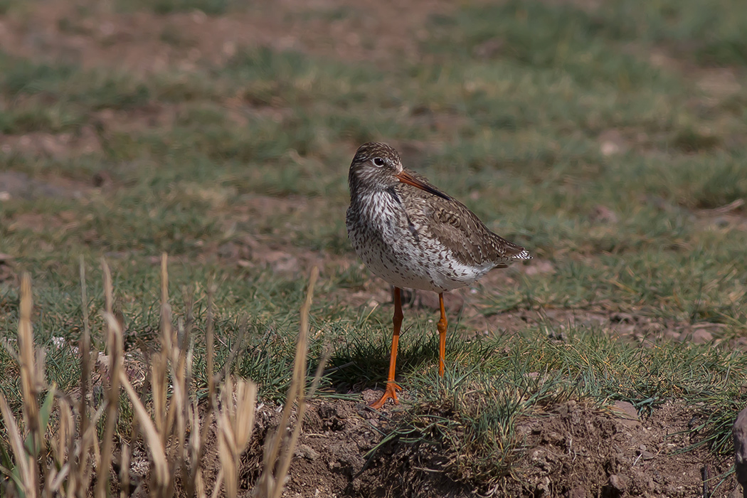 Common Redshank