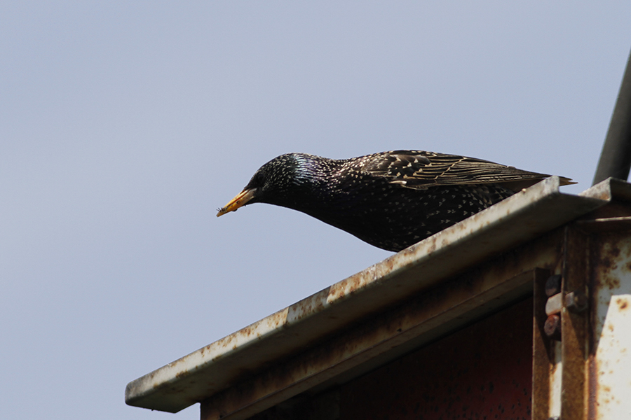 Common Starling