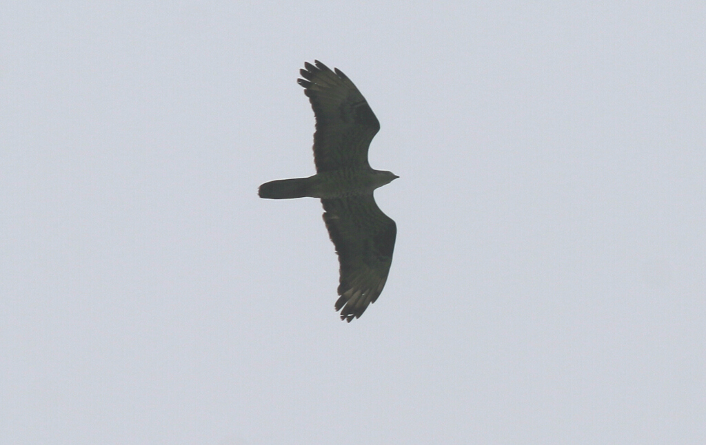 European Honey Buzzard