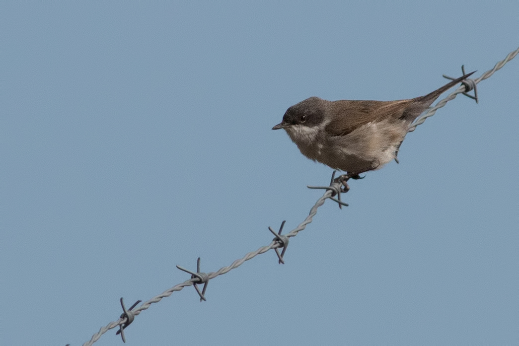 Lesser Whitethroat