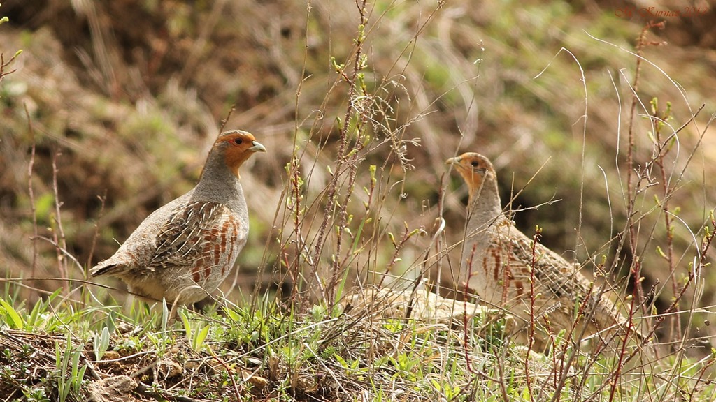 Grey Partridge