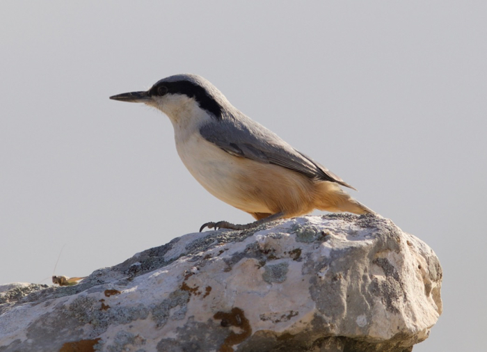 Eastern Rock Nuthatch