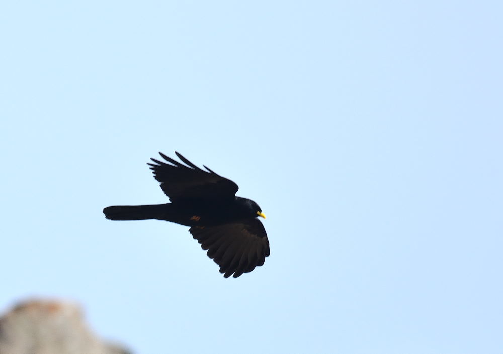Alpine Chough