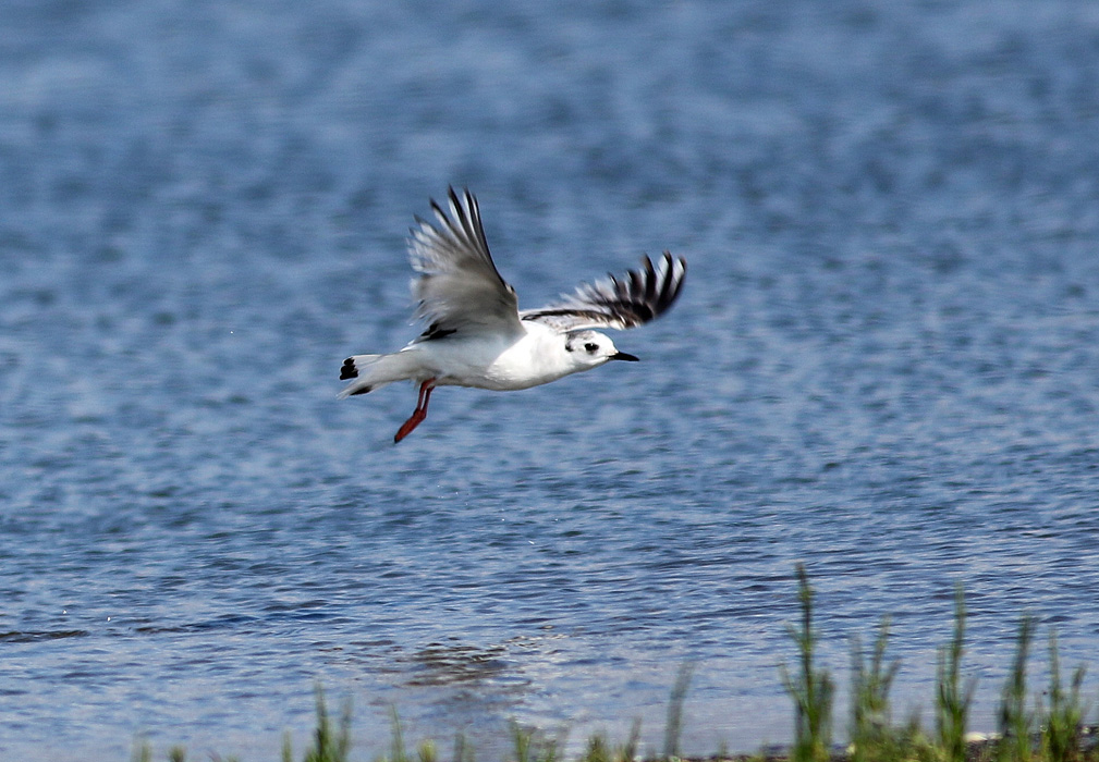 Little Gull