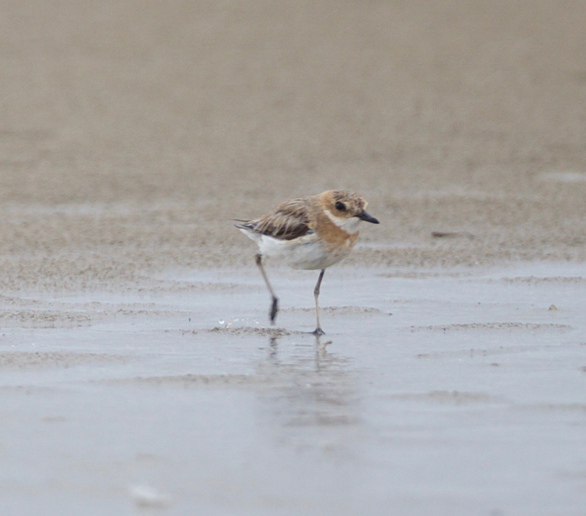 Greater Sand Plover
