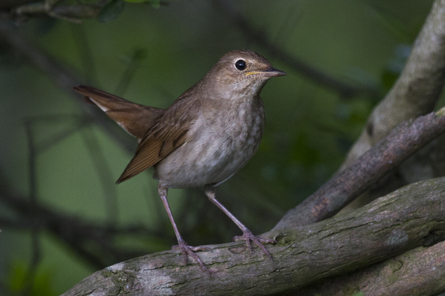 Thrush Nightingale