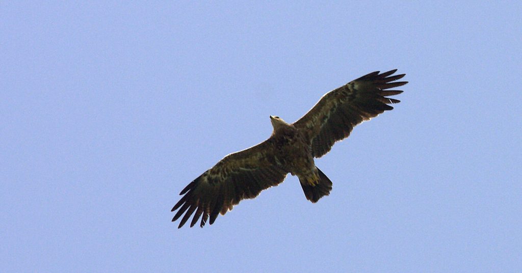 Steppe Eagle