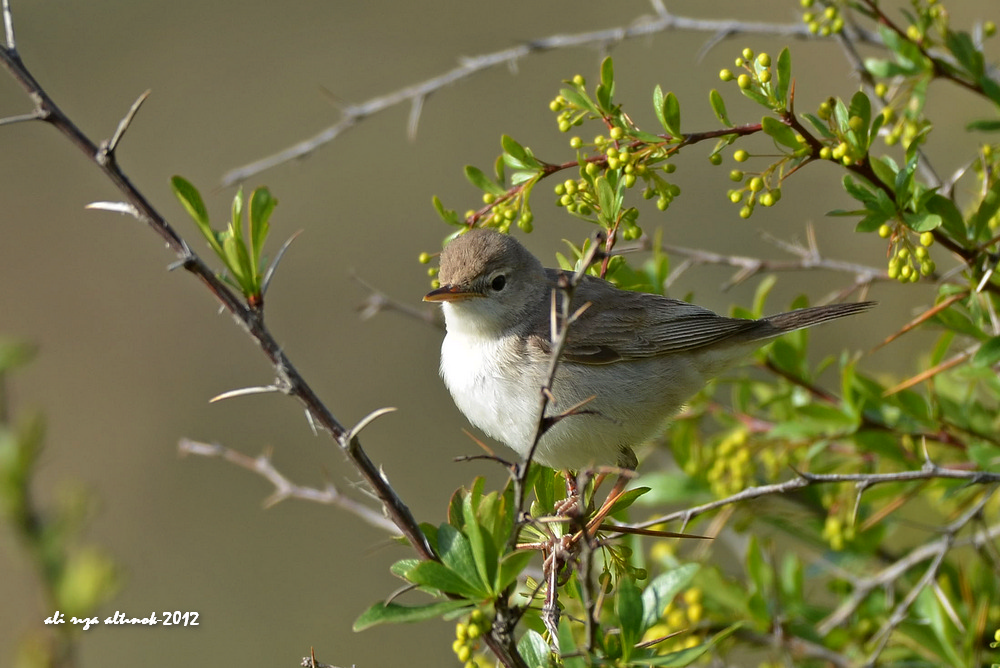 Upcher`s Warbler