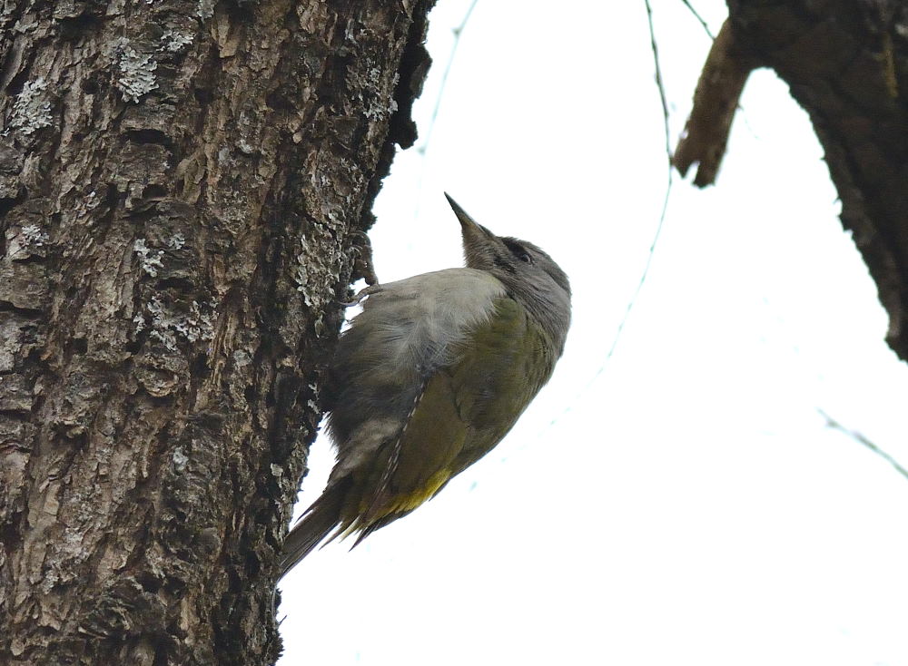 Grey-headed Woodpecker
