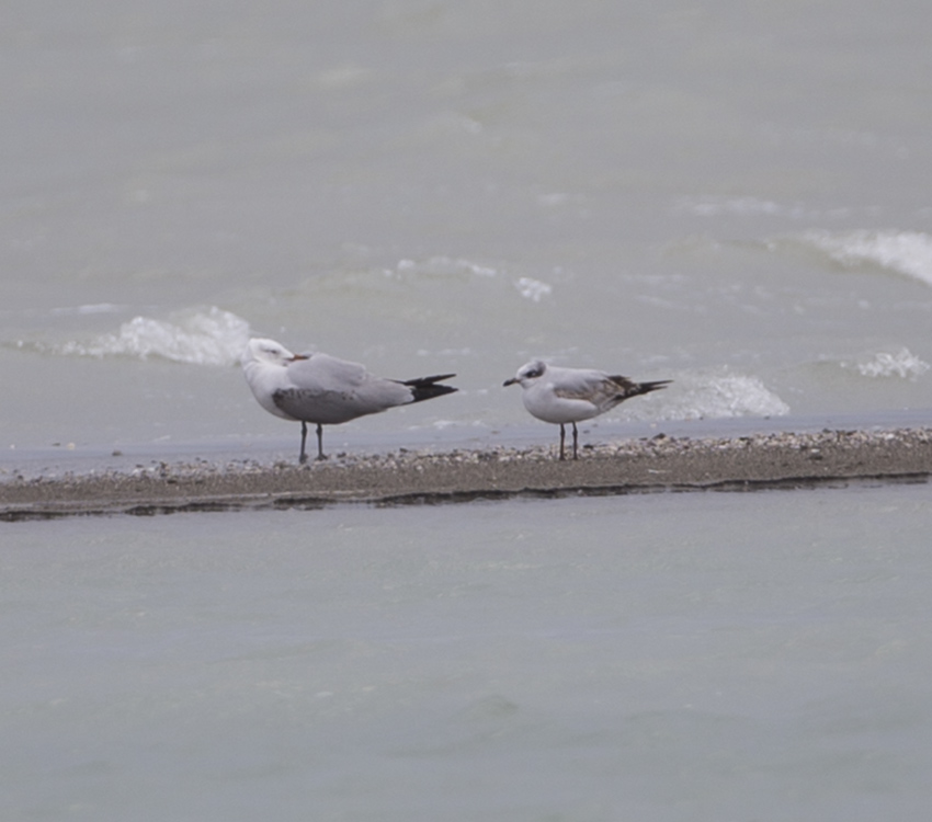 Audouin`s Gull