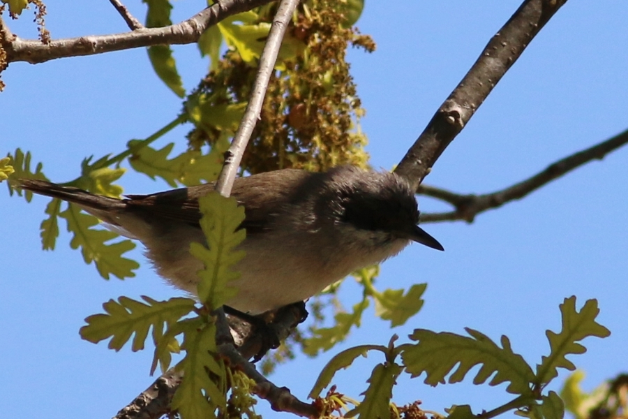 Eastern Orphean Warbler