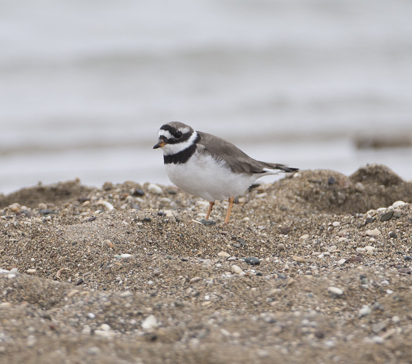 Halkalı Cılıbıt