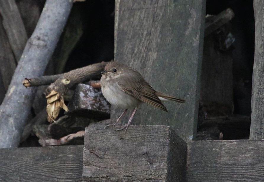 Thrush Nightingale