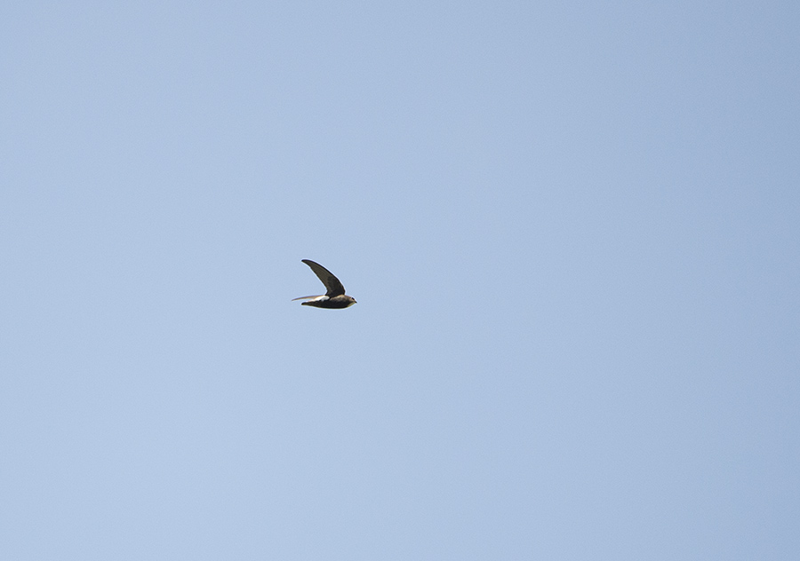 Little Swift