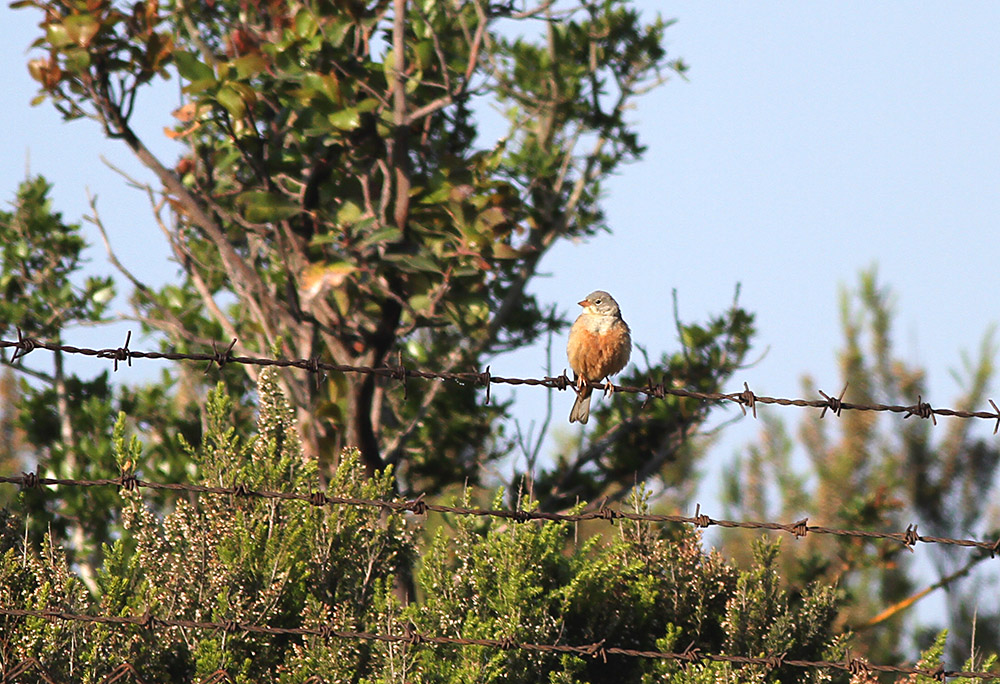 Ortolan Bunting