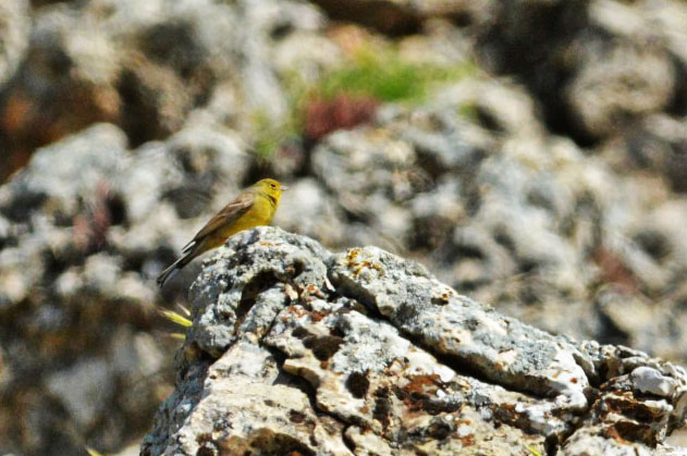 Cinereous Bunting