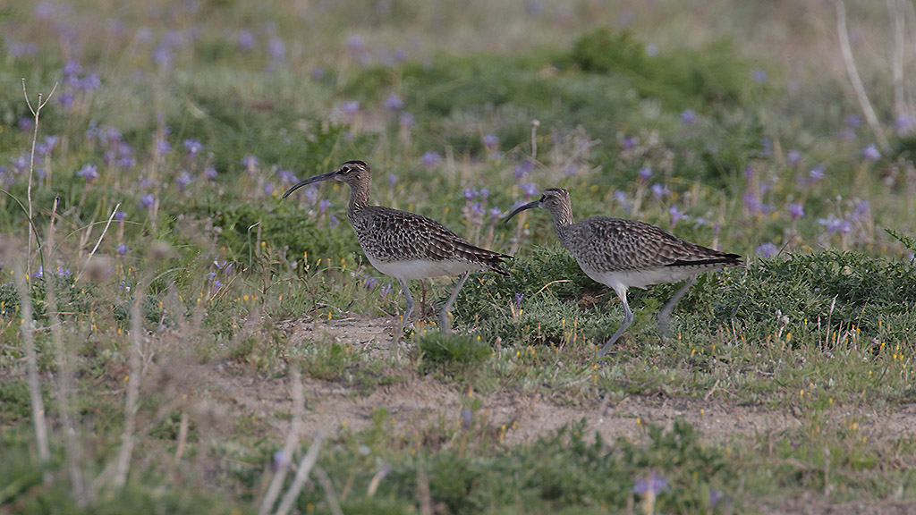 Eurasian Whimbrel