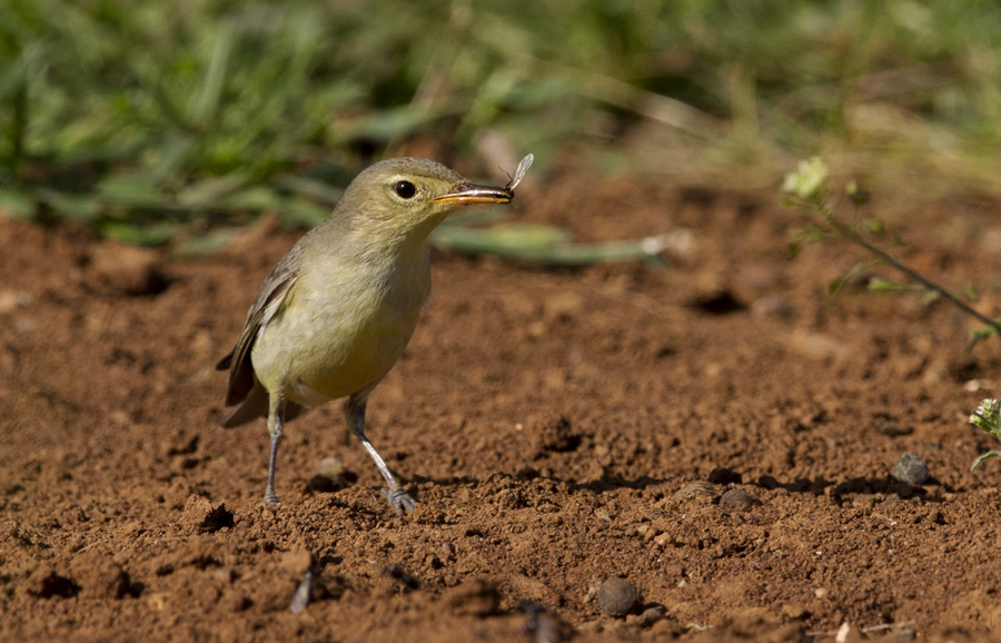 Icterine Warbler