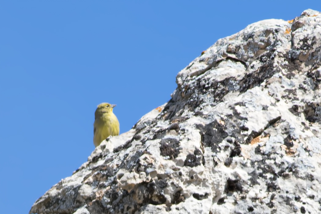 Cinereous Bunting