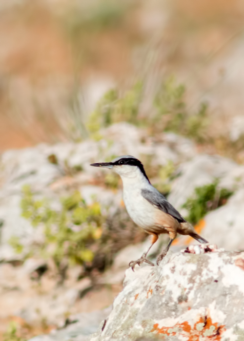 Eastern Rock Nuthatch