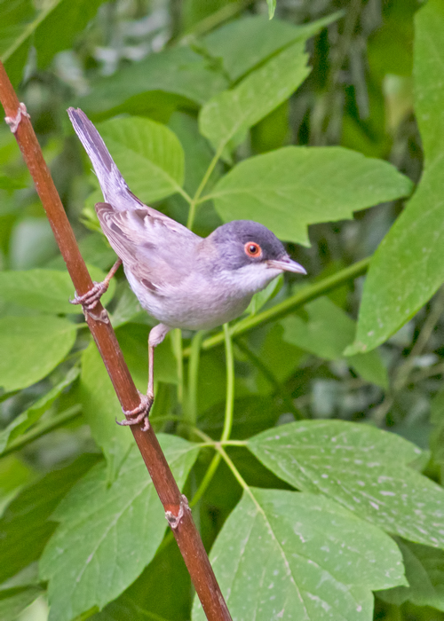 Menetries`s Warbler