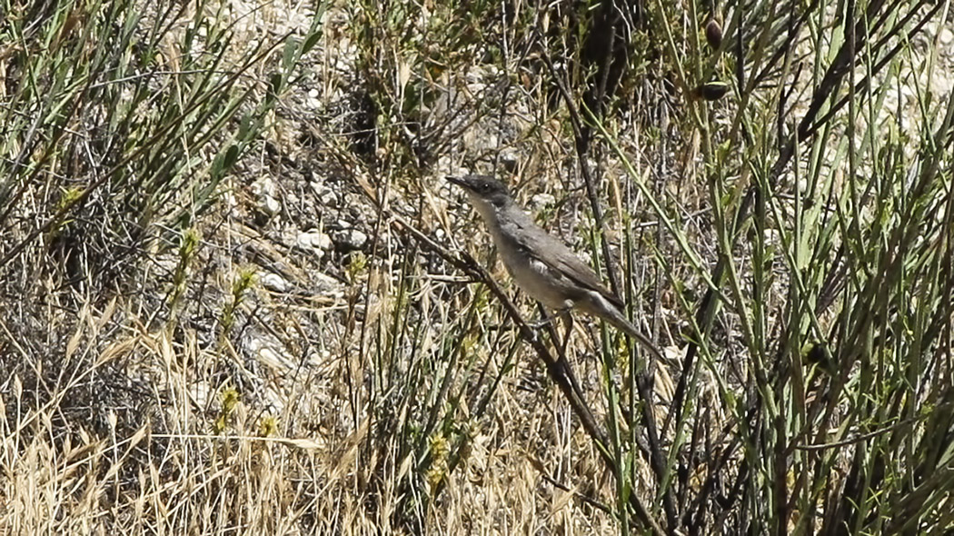 Eastern Orphean Warbler