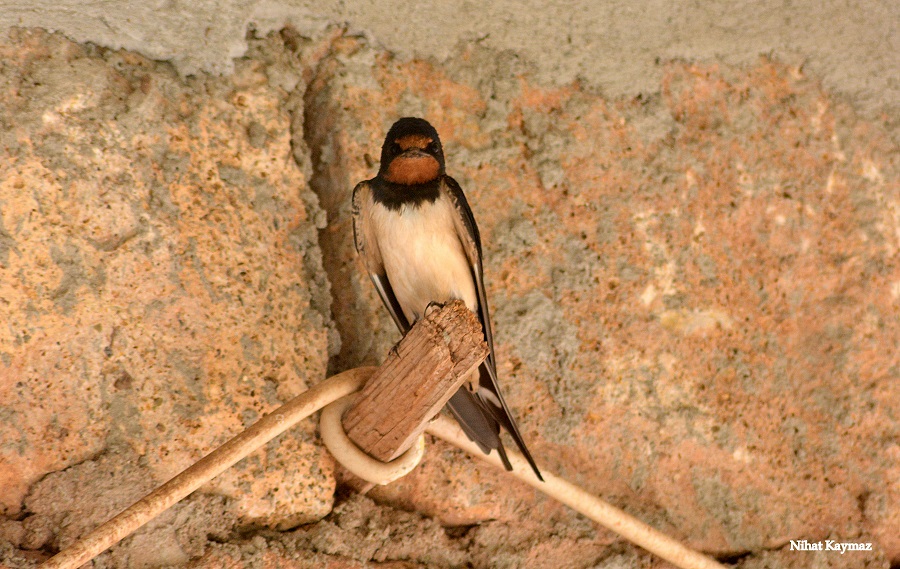 Kır Kırlangıcı