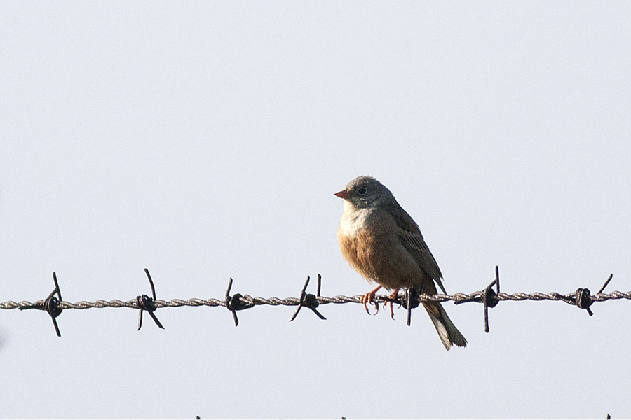 Ortolan Bunting