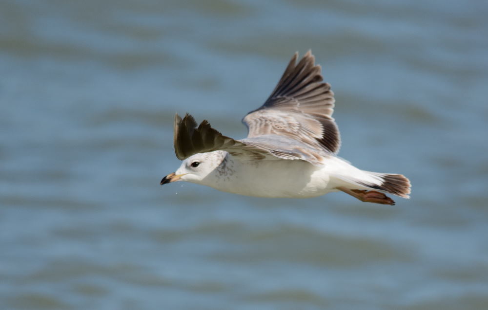 Common Gull